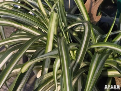 【冬日即景】+冬景