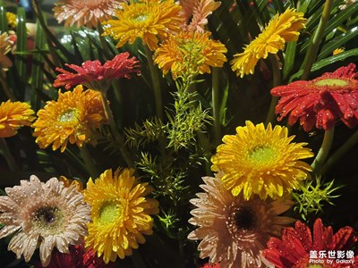 【冬日即景】+花束