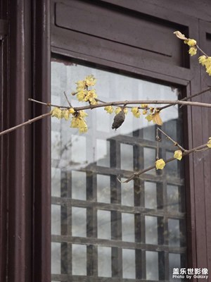 【冬日即景】寒冬