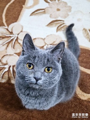 我的小伙伴兒＿＿小藍