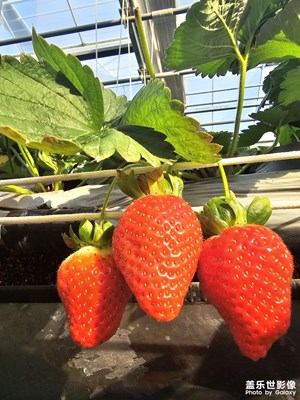 [城市的溫度]采摘