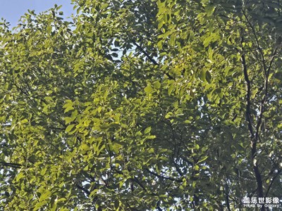 【城市的溫度】+一抹綠色