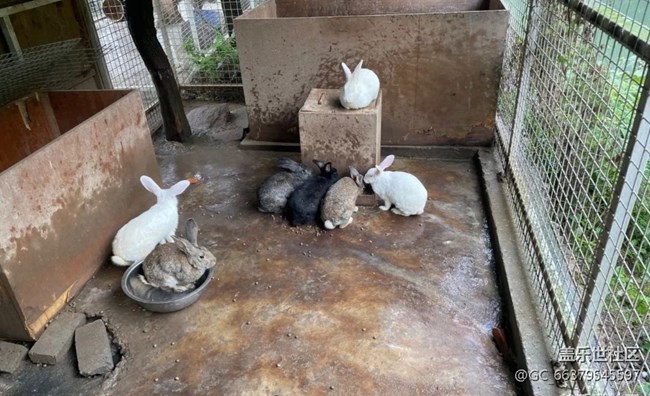 【2025你好】鄉(xiāng)村動(dòng)物園