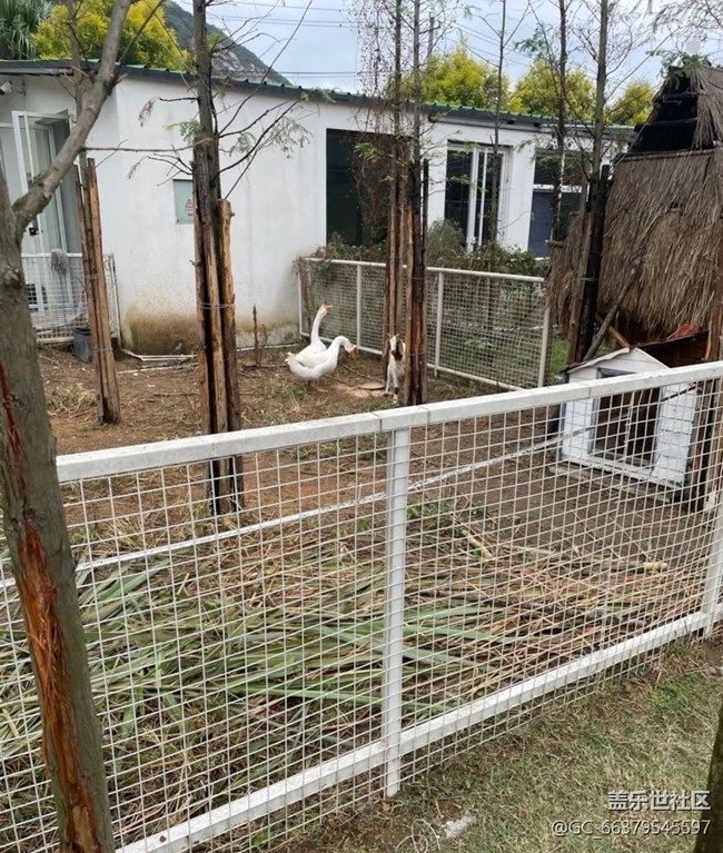 【2025你好】鄉(xiāng)村動(dòng)物園