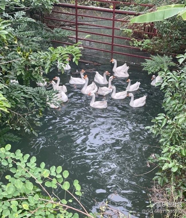 【2025你好】鄉(xiāng)村動(dòng)物園