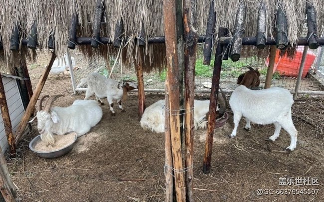 【2025你好】鄉(xiāng)村動(dòng)物園