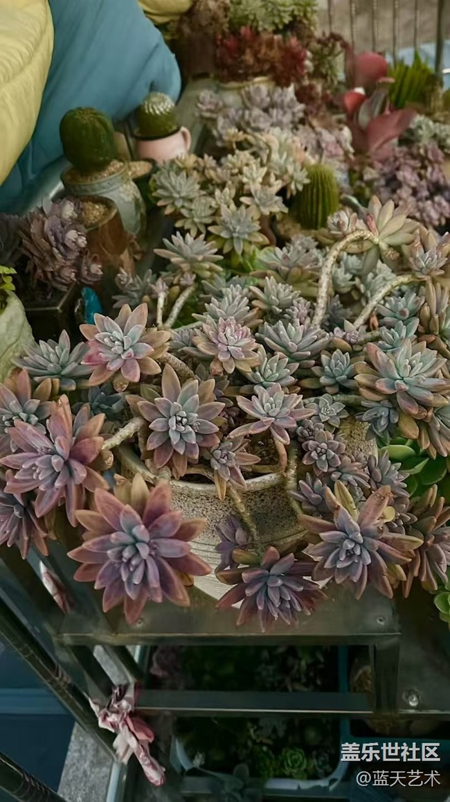 【2025你好】肉肉