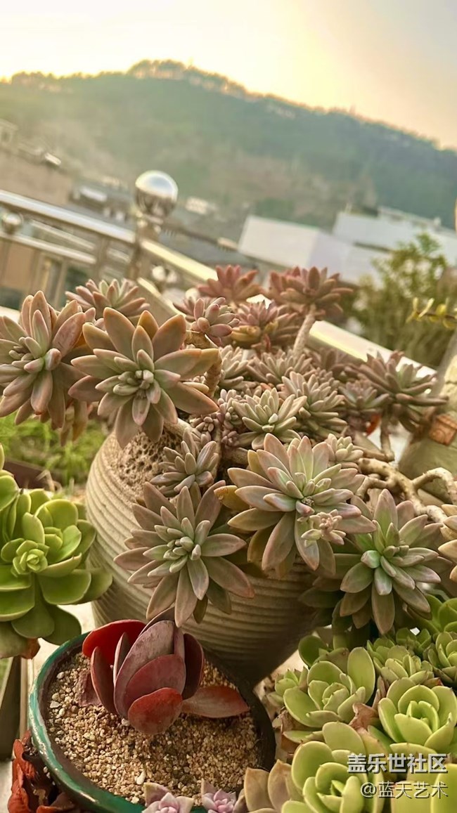 【2025你好】肉肉