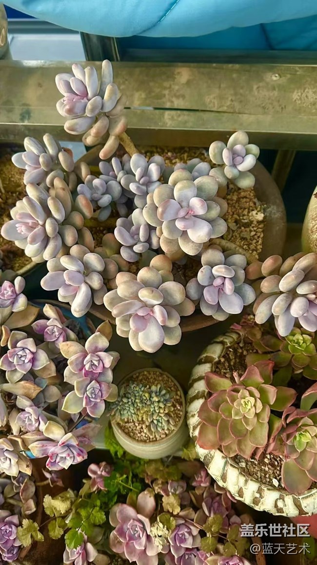 【2025你好】肉肉