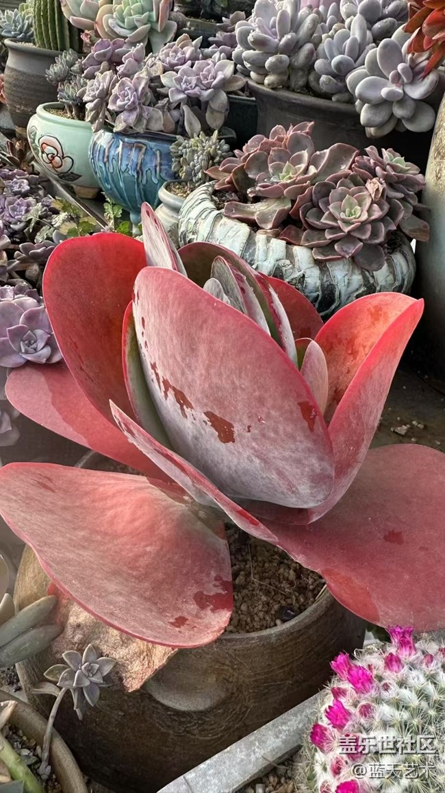 【2025你好】肉肉