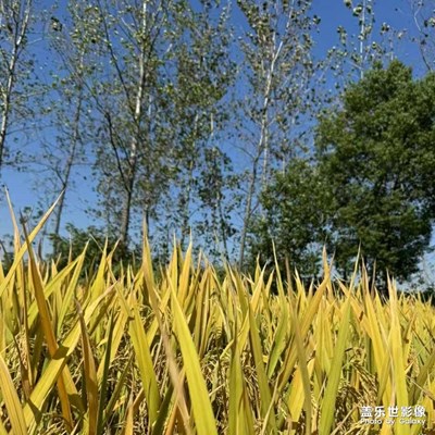 豐收的季節(jié)