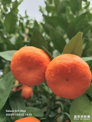 【隨拍分享】碩果累累，果香四溢