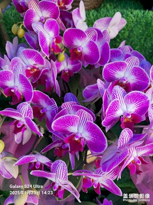 【隨手拍】鮮花盛開，如詩如畫