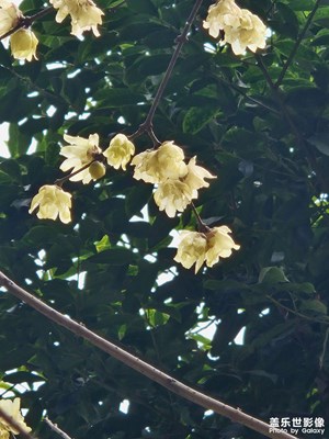 【回家路上】臘梅