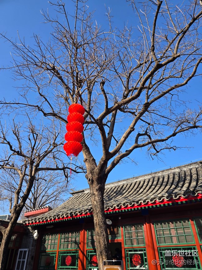 【新年到】老舍夫婦親自種下的柿子樹