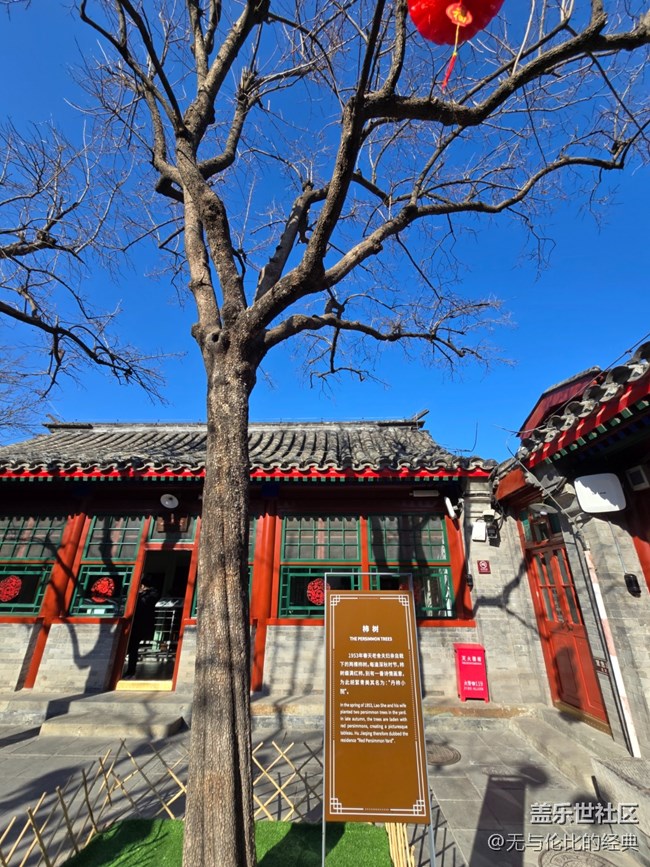 【新年到】老舍夫婦親自種下的柿子樹
