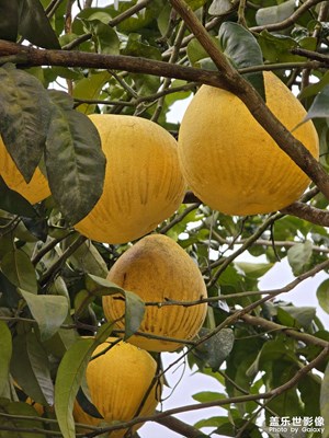 【回家路上】+瓜果飄香