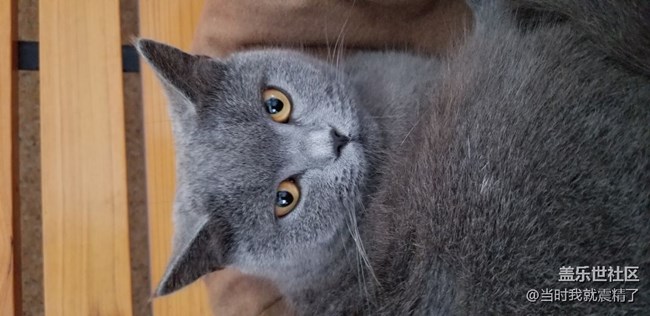 小貓咪，你瞅啥~