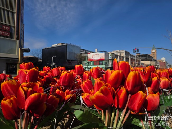 【新年到】郁金香花開