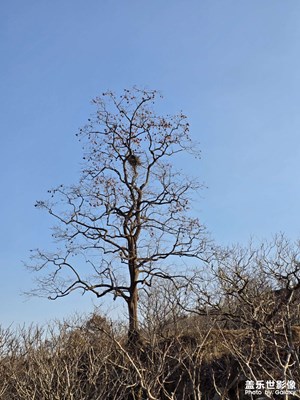 【回家路上】村口的那棵柿子樹
