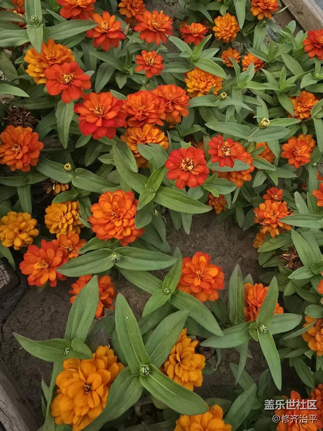 【新年到】溫室里的花朵