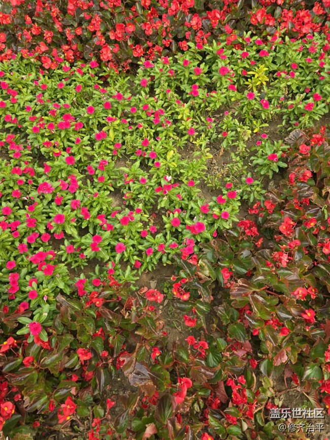 【新年到】溫室里的花朵