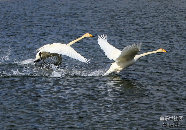 【新年到】天鵝是這樣起飛的