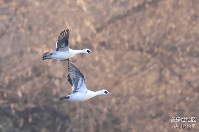 【新年到】天鵝是這樣起飛的