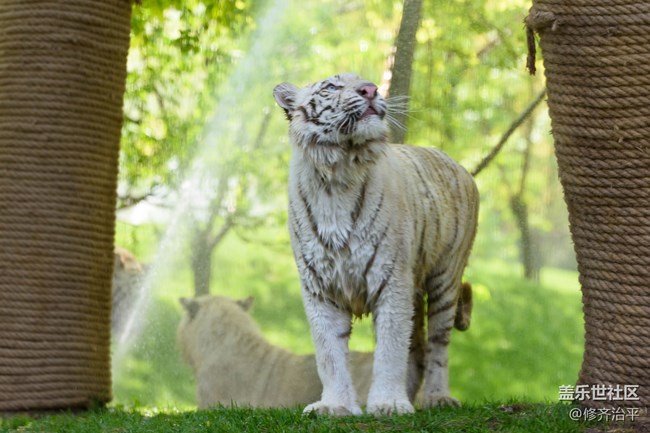 【新年到】幾只貓咪