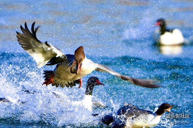 【新年到】幾只水鳥