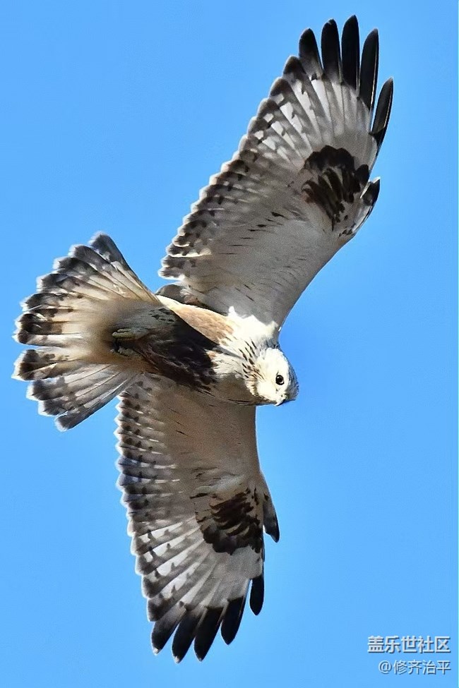 【新年到】幾只水鳥