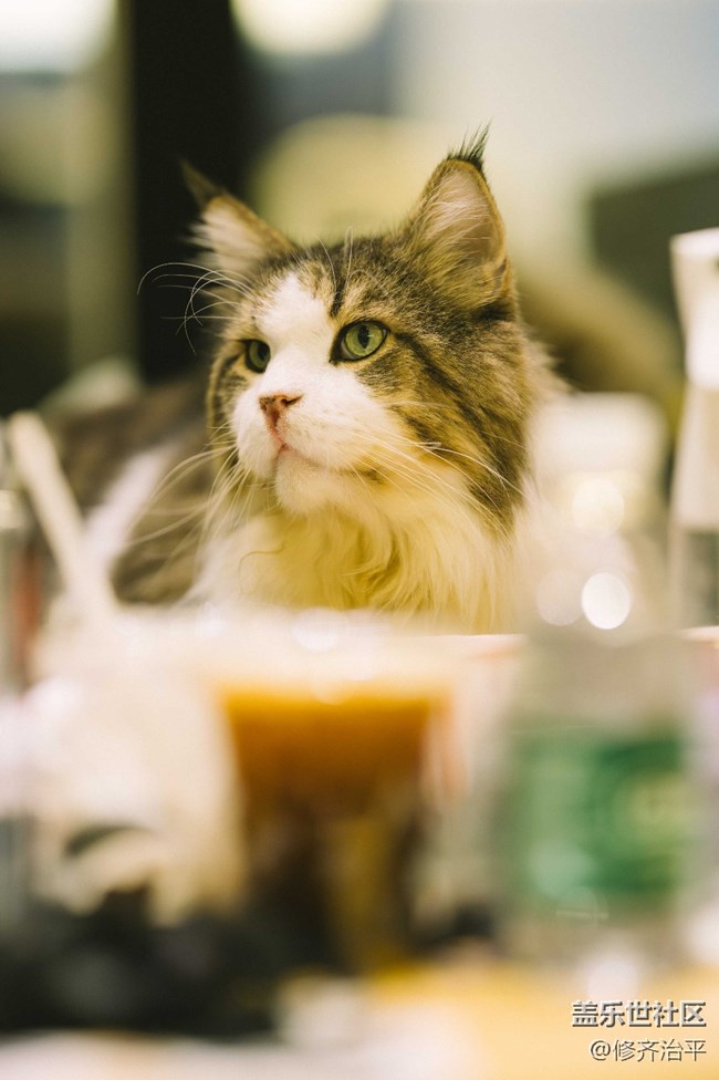 【新年到】幾只貓咪