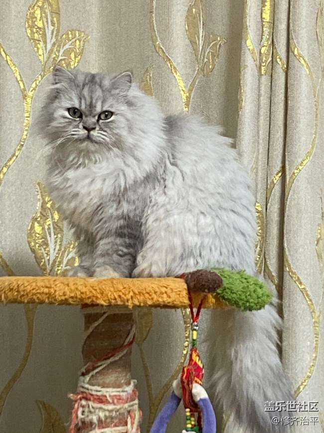 【新年到】幾只貓咪