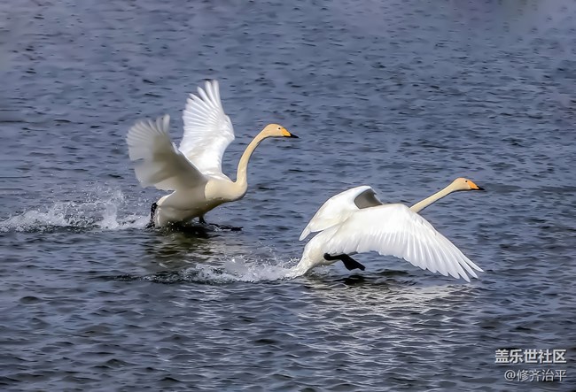 【新年到】天鵝是這樣起飛的