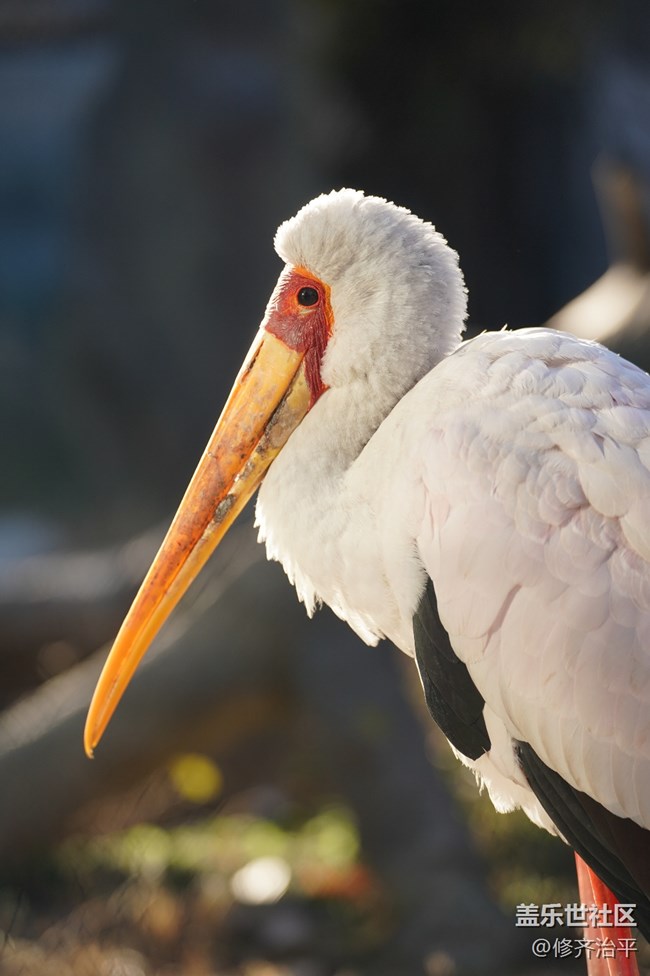 【新年到】幾只水鳥