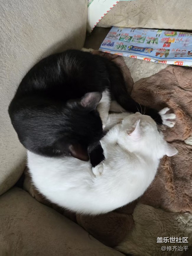 【新年到】幾只貓咪