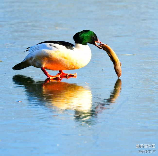 【新年到】幾只水鳥