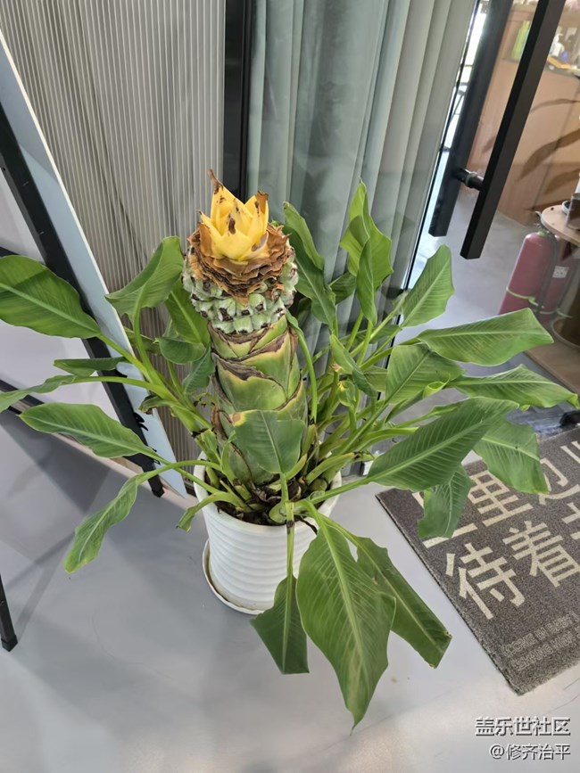 【新年到】溫室里的花朵