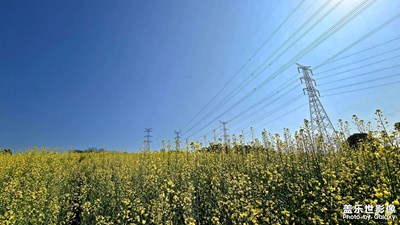 初二逢春石巖畔，花海油菜陌上黃