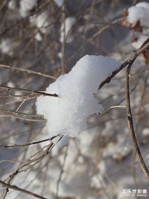 【金蛇轉(zhuǎn)好運(yùn)】+樹枝上的雪