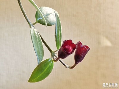 【金蛇轉(zhuǎn)好運(yùn)】+報春