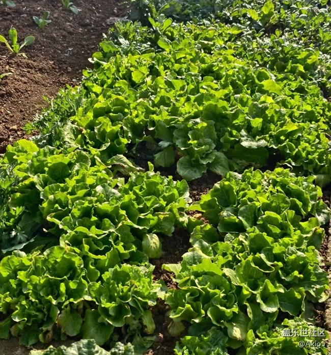 【迎新春，話準(zhǔn)備 】菜園一角