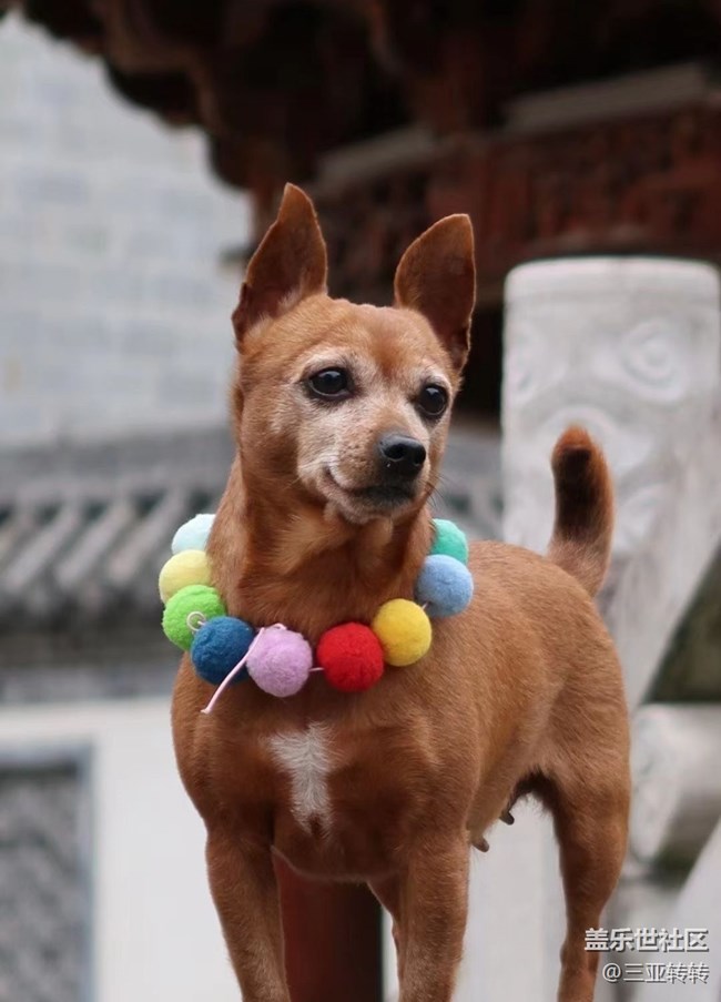 【我家鄉(xiāng)的春節(jié)】一起過年