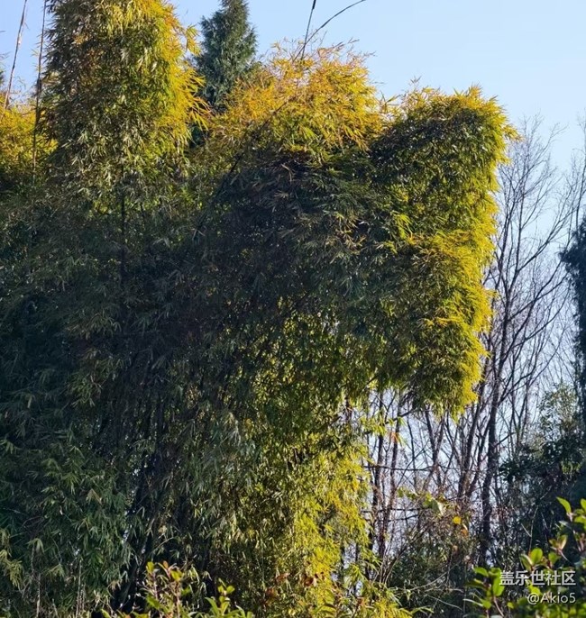 【迎新春，話準(zhǔn)備 】菜園一角