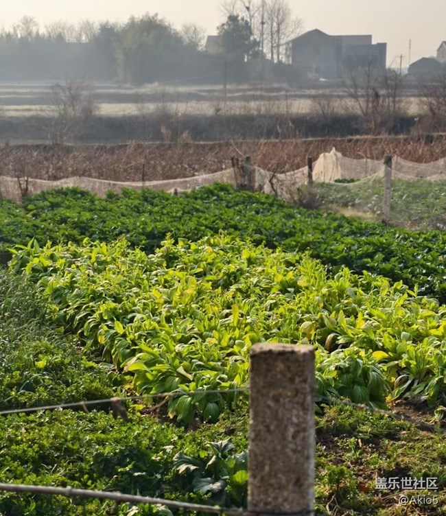 【迎新春，話準(zhǔn)備 】菜園一角