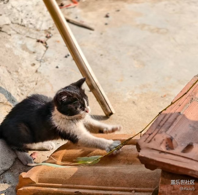 【迎新春，話準(zhǔn)備 】老家的小動物
