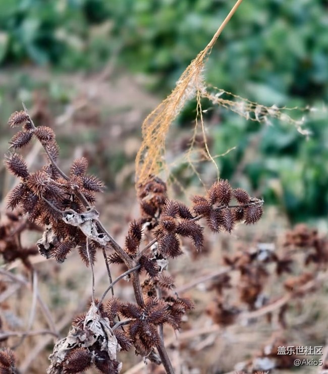 【迎新春，話準(zhǔn)備 】自然