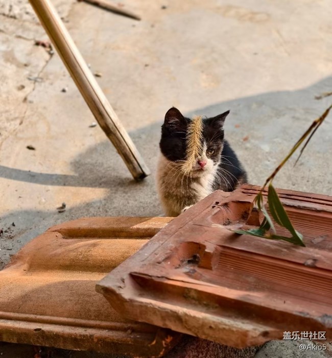 【迎新春，話準(zhǔn)備 】老家的小動物