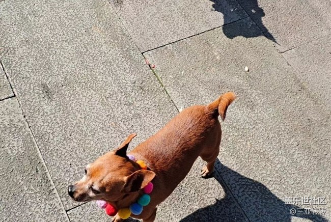 【我家鄉(xiāng)的春節(jié)】一起過年