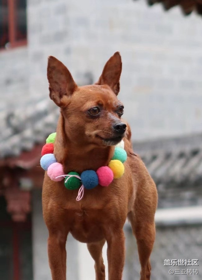 【我家鄉(xiāng)的春節(jié)】一起過年